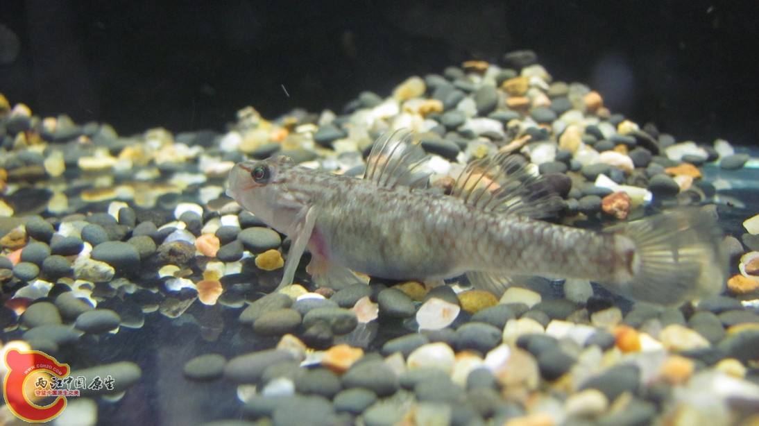 而且肚子还挺大，估计里边又有卵了。