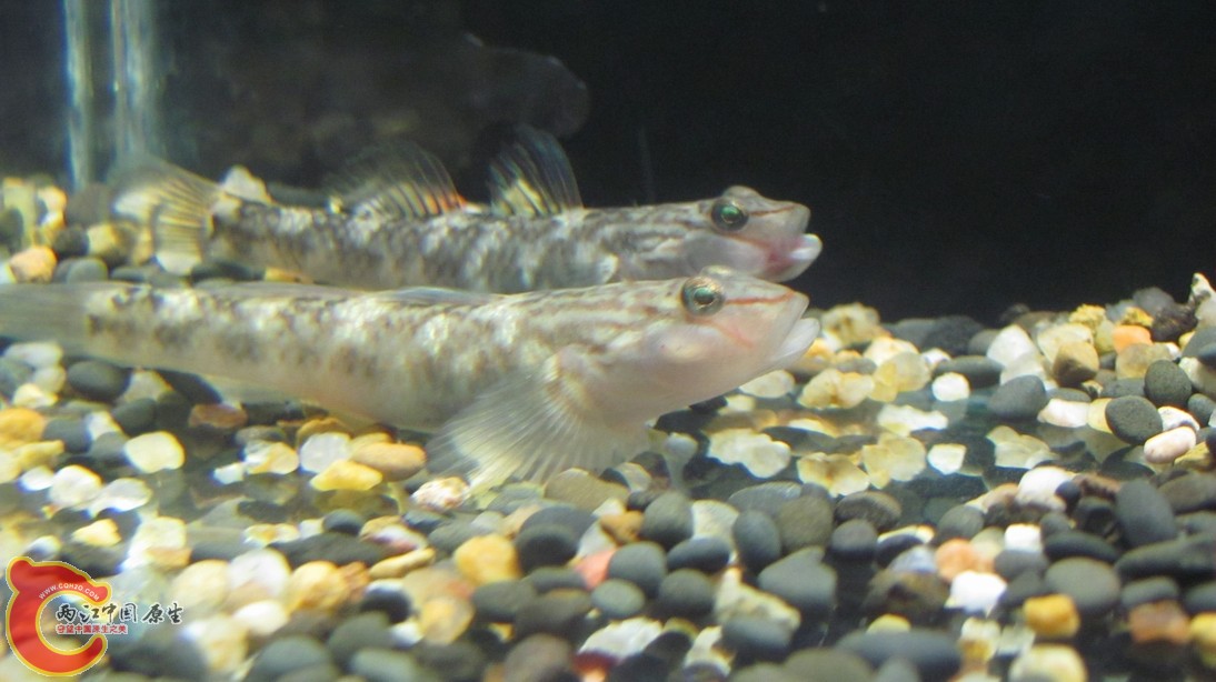 前边的是刚产完卵的小妾。