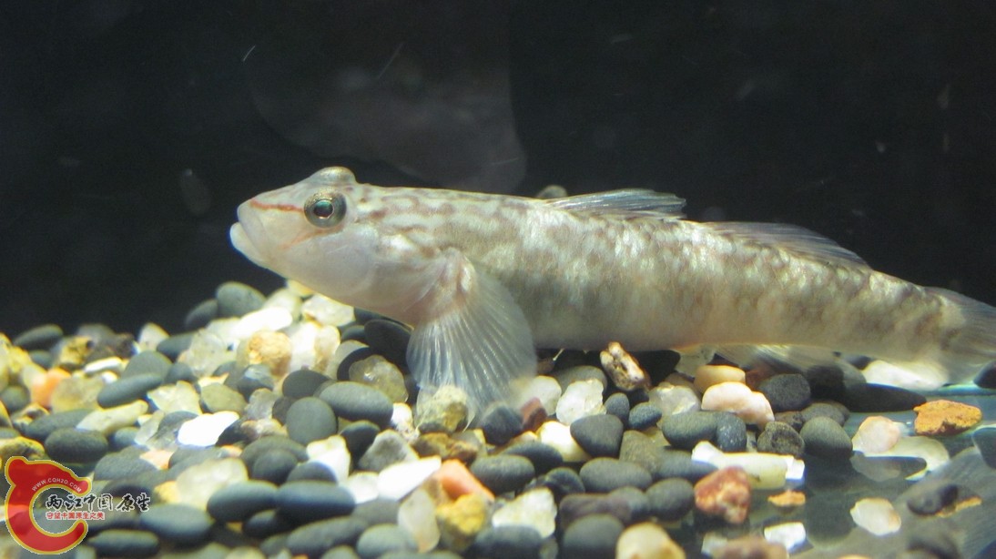 这个帅哥不一般~~