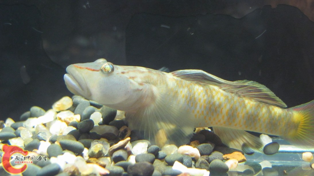 这个帅哥不一般~~