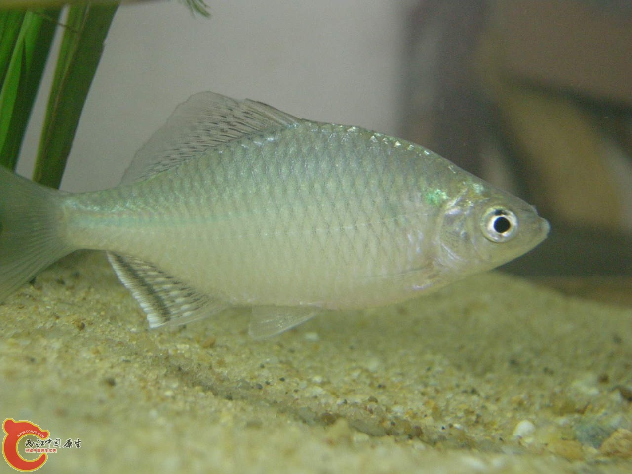 DSCN5705.JPG