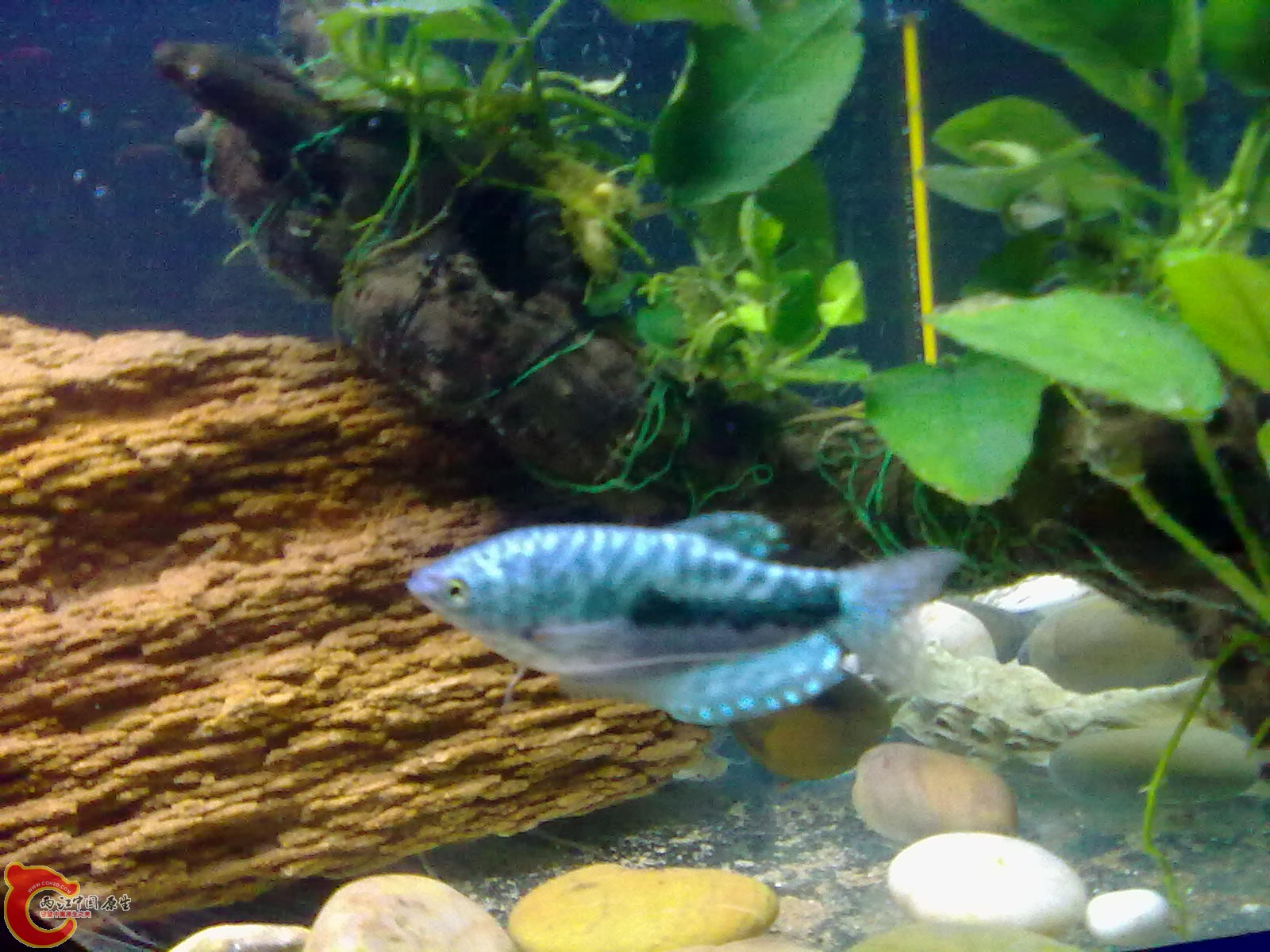 20110127072.jpg