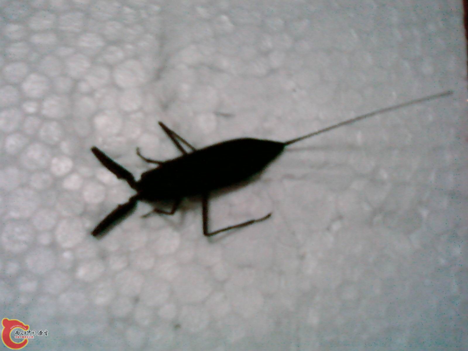 SP_A1252.jpg