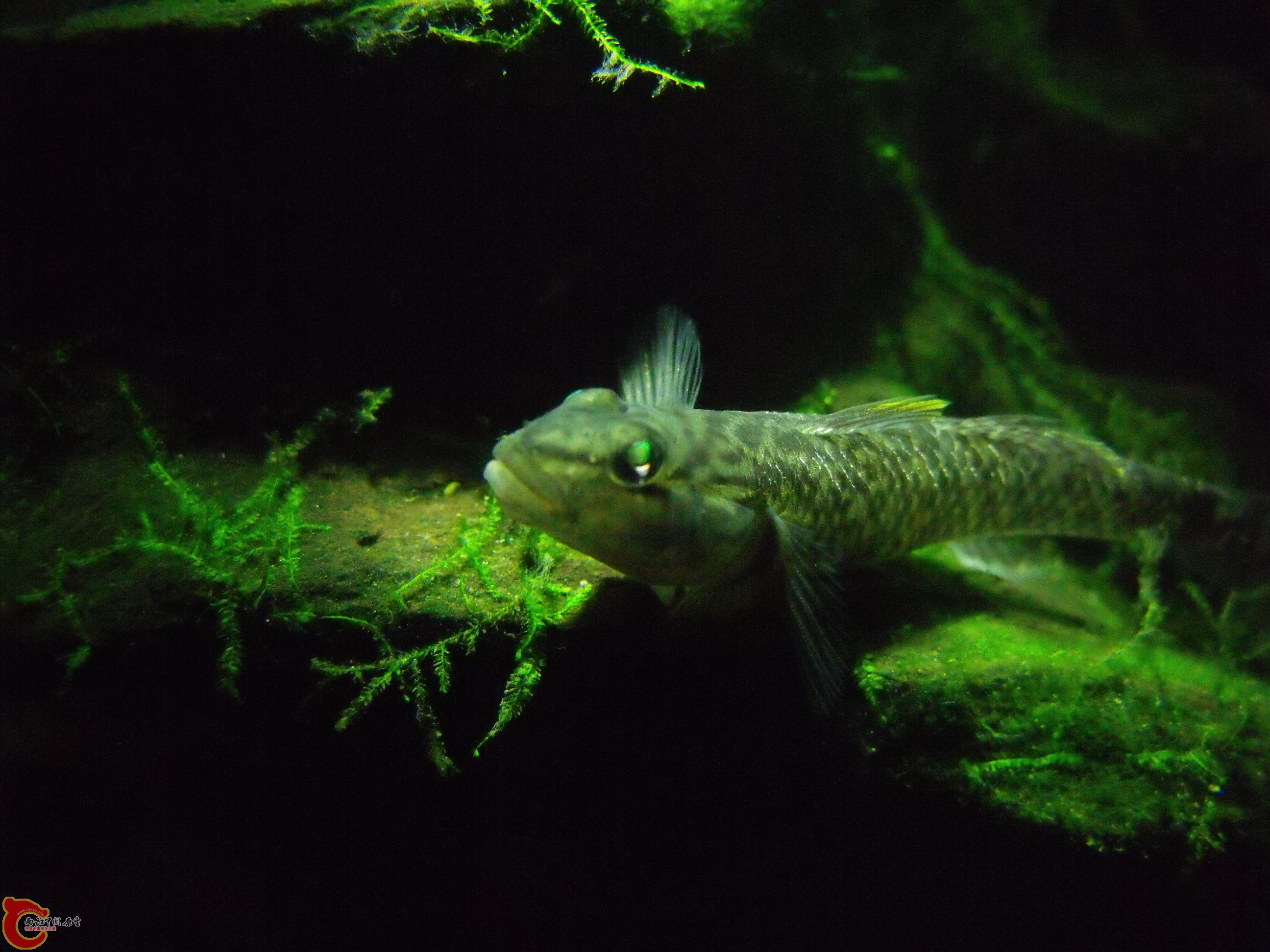 这只李氏母鱼太好动，都拍了好多，只有这张可以点