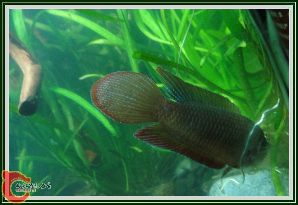 捕虾DSC02245.JPG