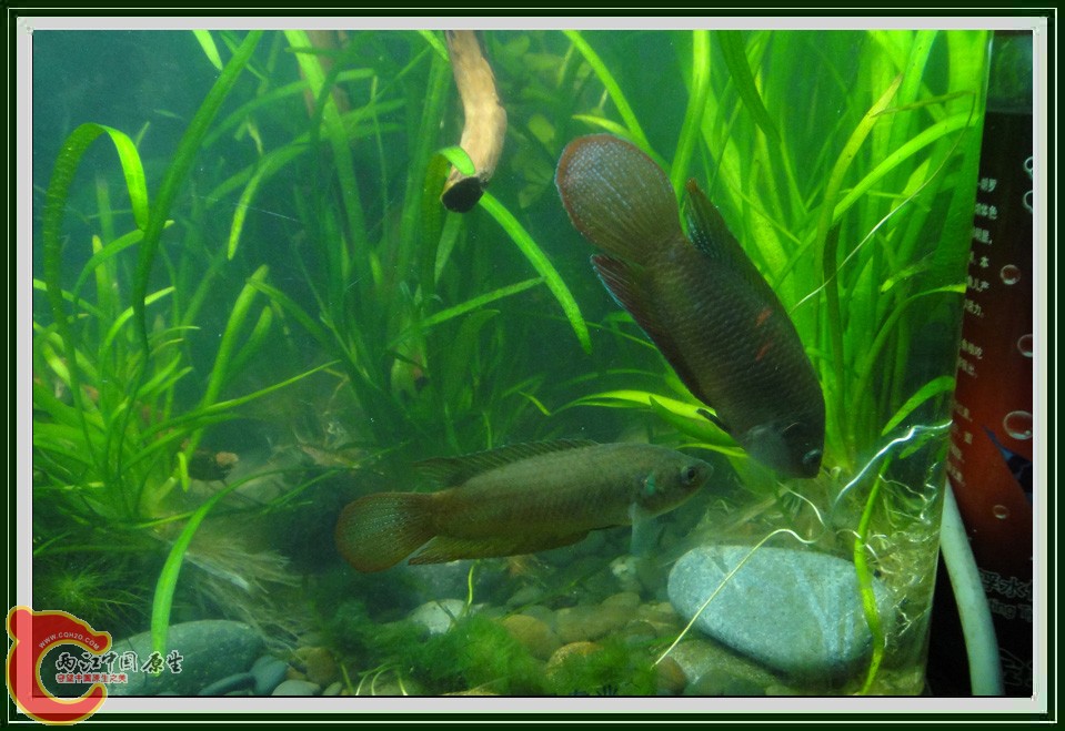 捕虾DSC02242.JPG