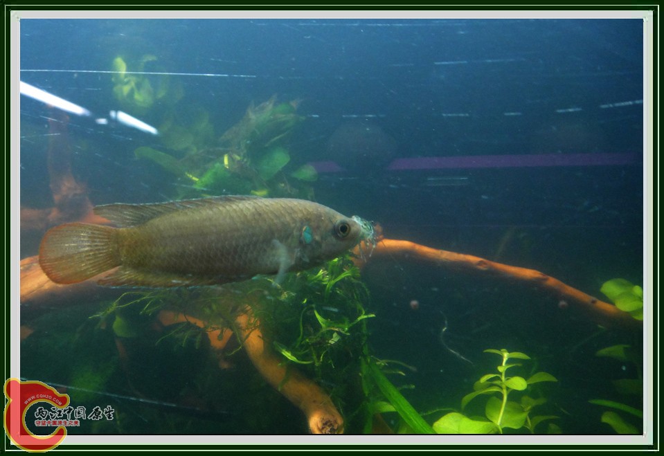 捕虾DSC02202.JPG