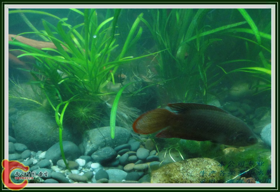 捕虾DSC02289.JPG