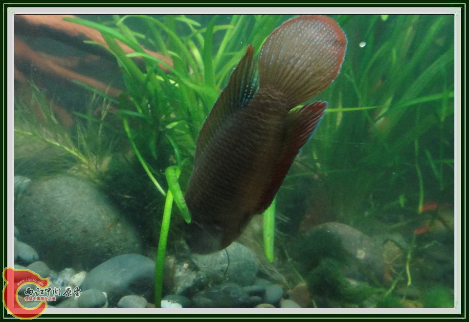 捕虾DSC02276.JPG