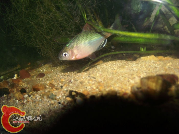DSCF2444.jpg