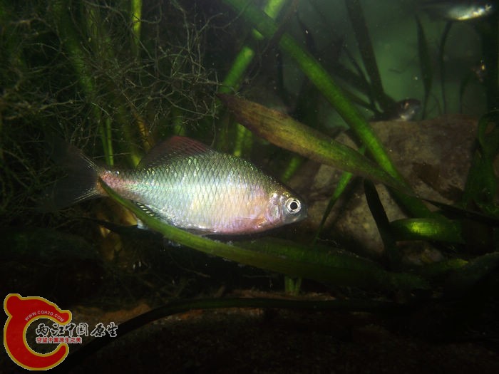 DSCF2453.jpg