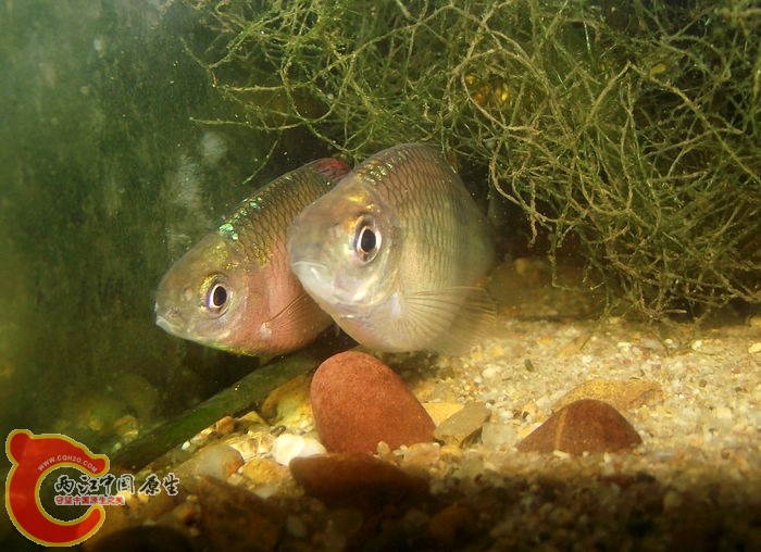 DSCF2491.jpg