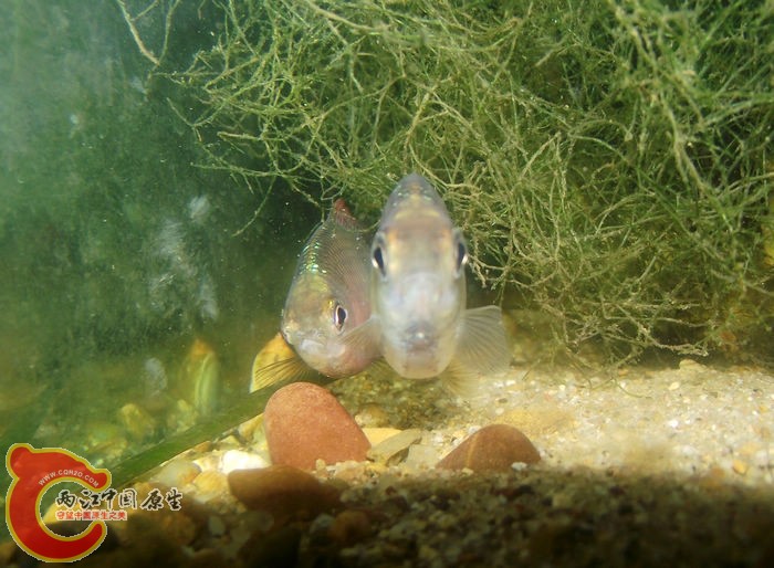 DSCF2465.jpg