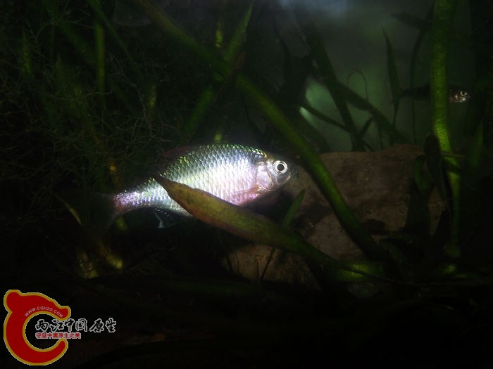 DSCF2473.jpg