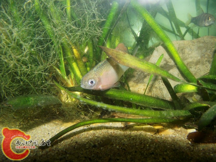 DSCF2522.jpg