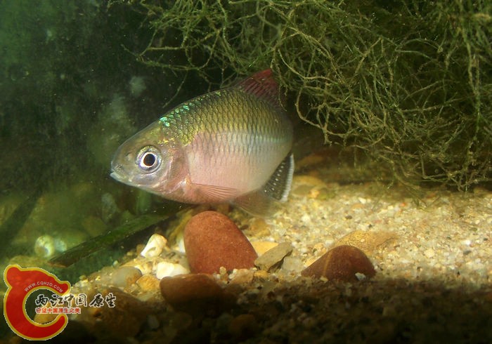 DSCF2458.jpg