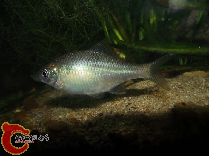DSCF2527.jpg
