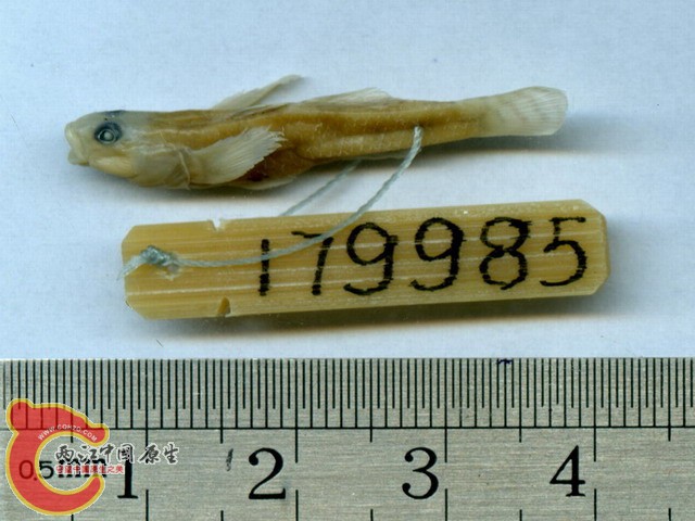 神秘的Rhinogobius fukushimai Mori……