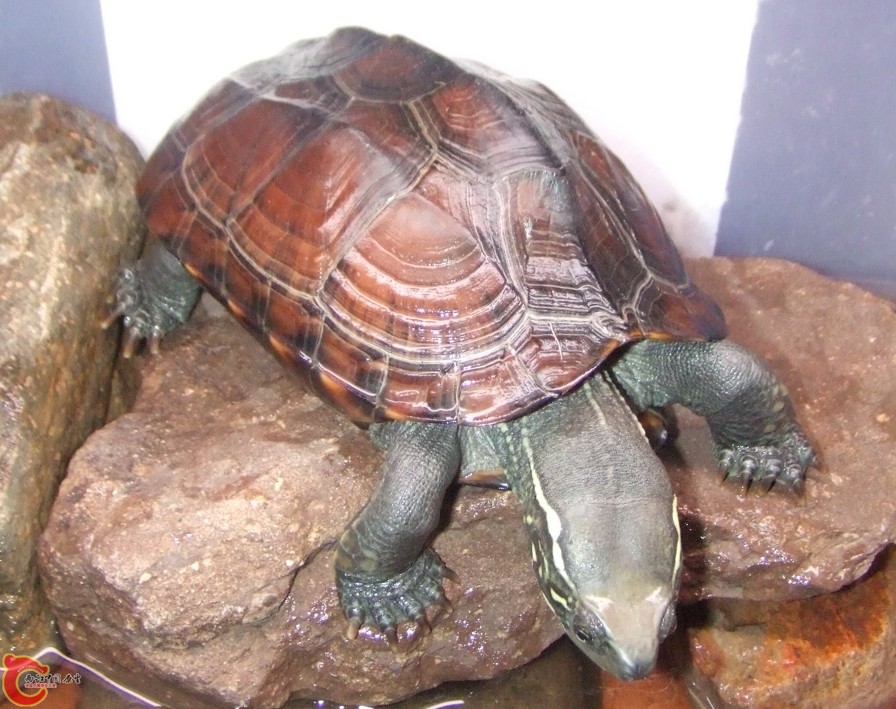 DSCF2522.jpg