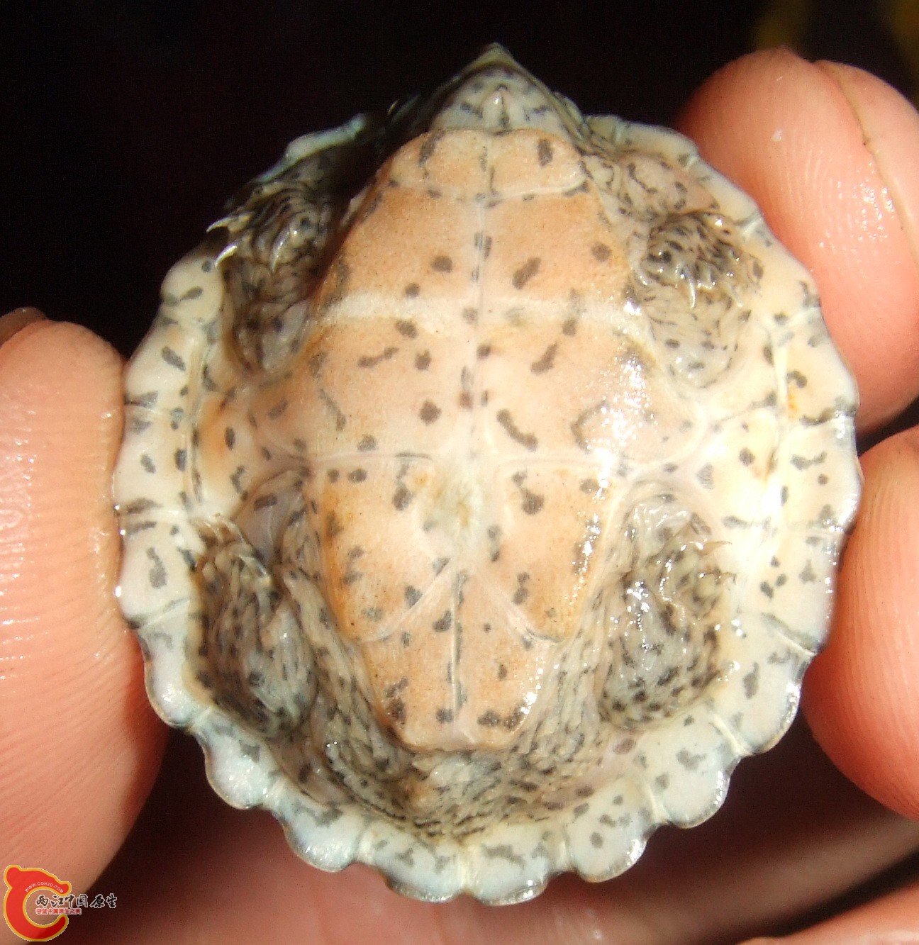 DSCF2530.JPG