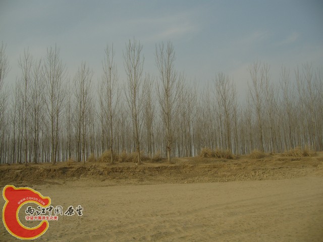 河边的防护林。