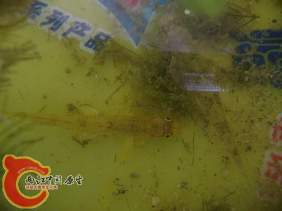 不知名，看样子应该是鳅吧