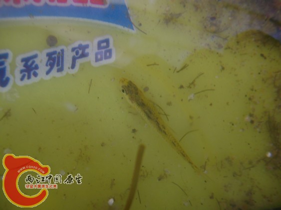 麦穗？