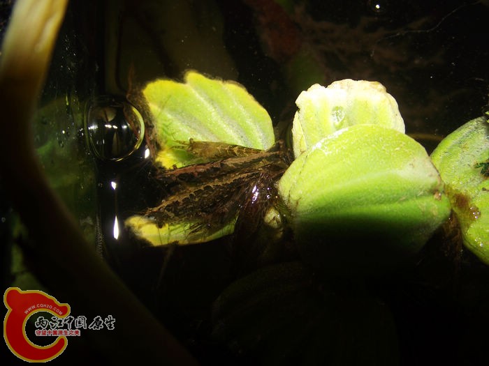 DSCF2639.jpg