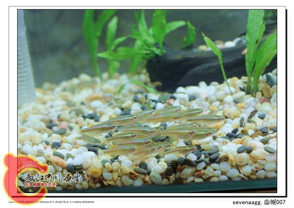 皮实的白云金丝闯缸