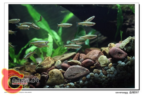 群游的白云金丝