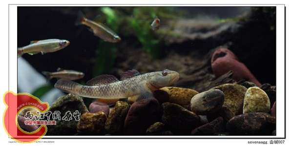 霸气外漏的老李