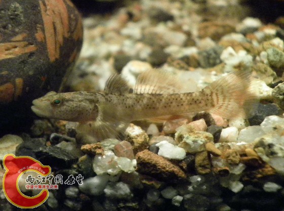 原生鱼；虾虎.2011年2月1日，5.jpg