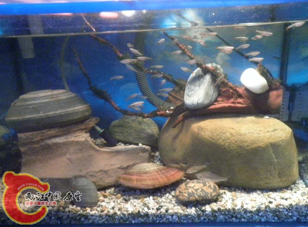 原生鱼；虾虎.2011年2月1日，9.jpg