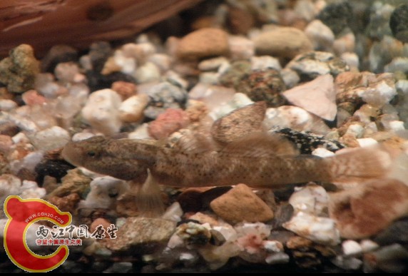 原生鱼；虾虎.2011年2月1日，8.jpg