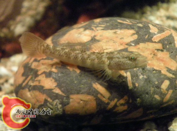 原生鱼；虾虎.2011年2月1日，3.jpg