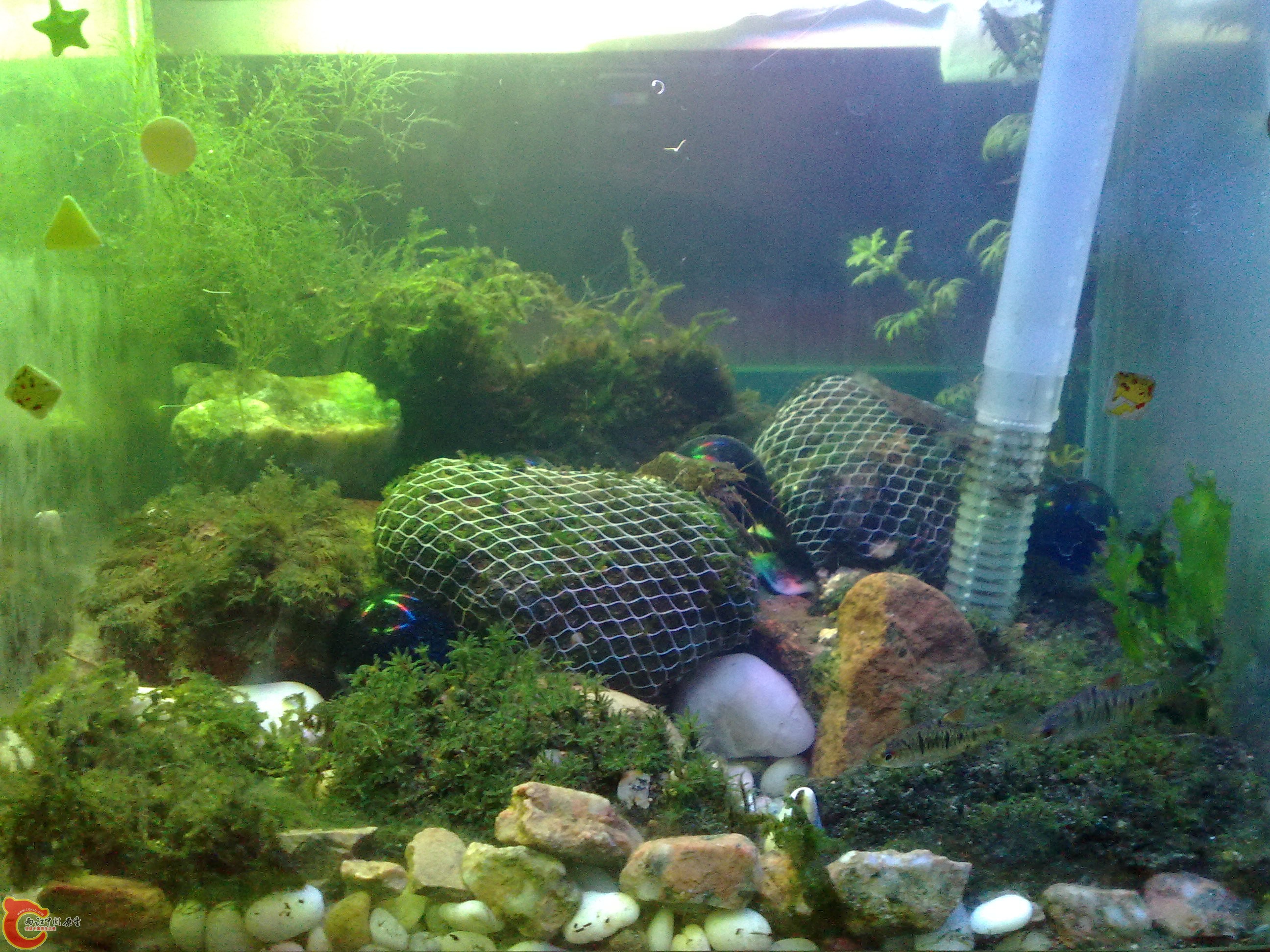 20100208931.jpg