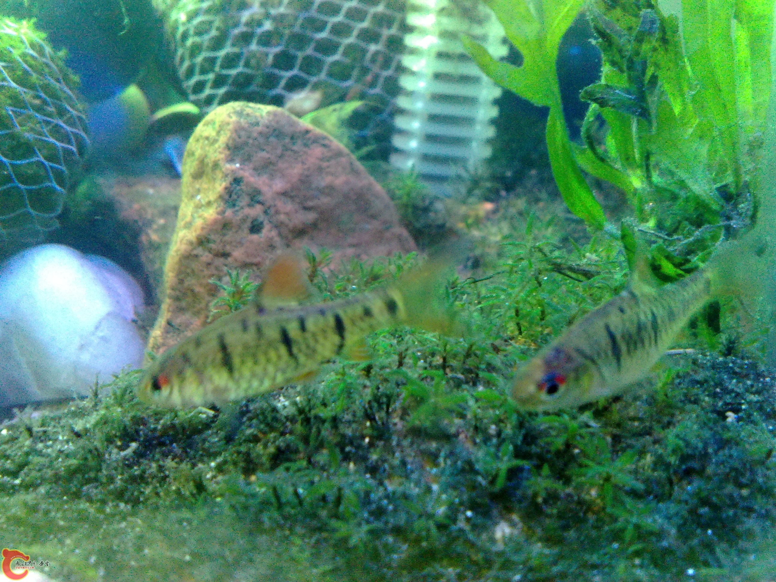 20100208926.jpg