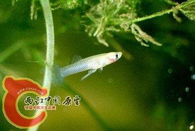 食蚊鱼002.jpg