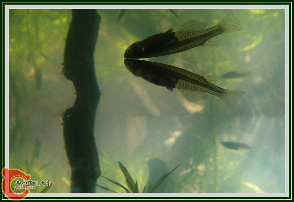 青鳉DSC02685.JPG