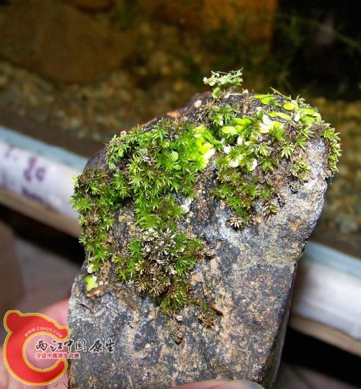 某种MOSS??