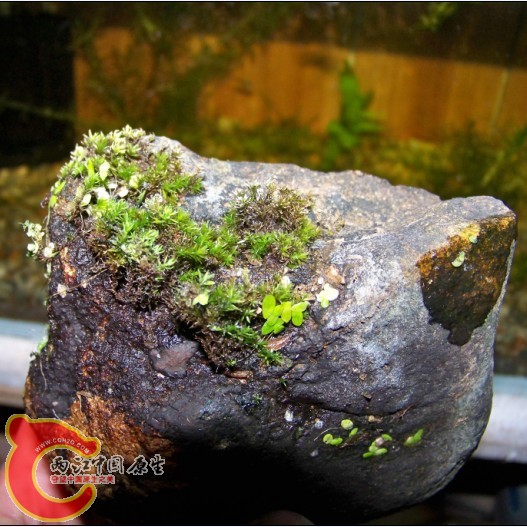 某种MOSS...