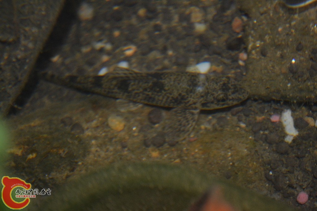 DSC_0780.JPG