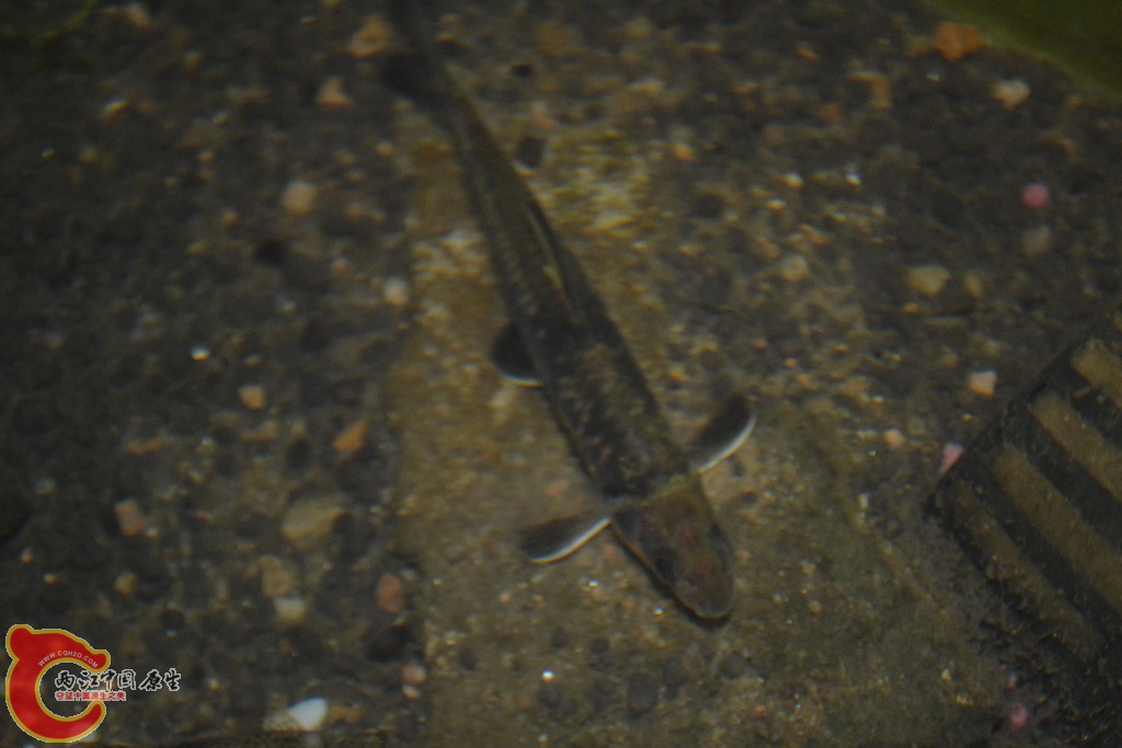 DSC_0779.JPG