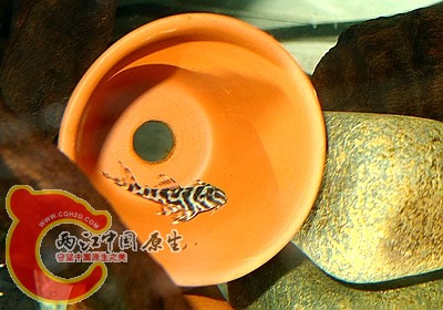 P1120146(400).jpg