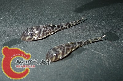 不小心 , 玩玩挂两条