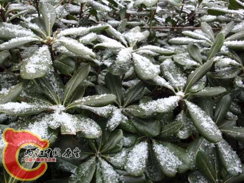 终于看到雪了！！