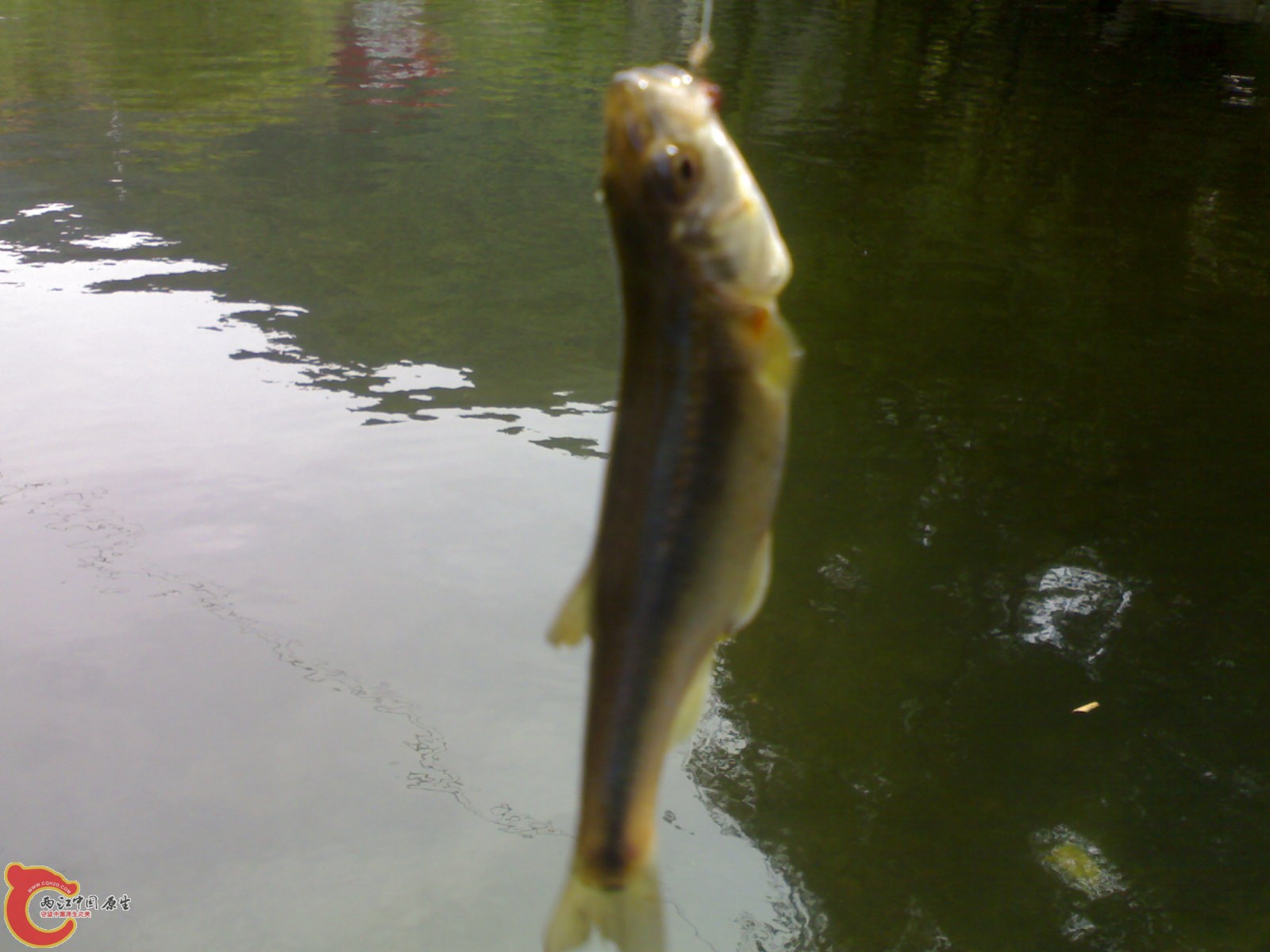 20090523069.jpg