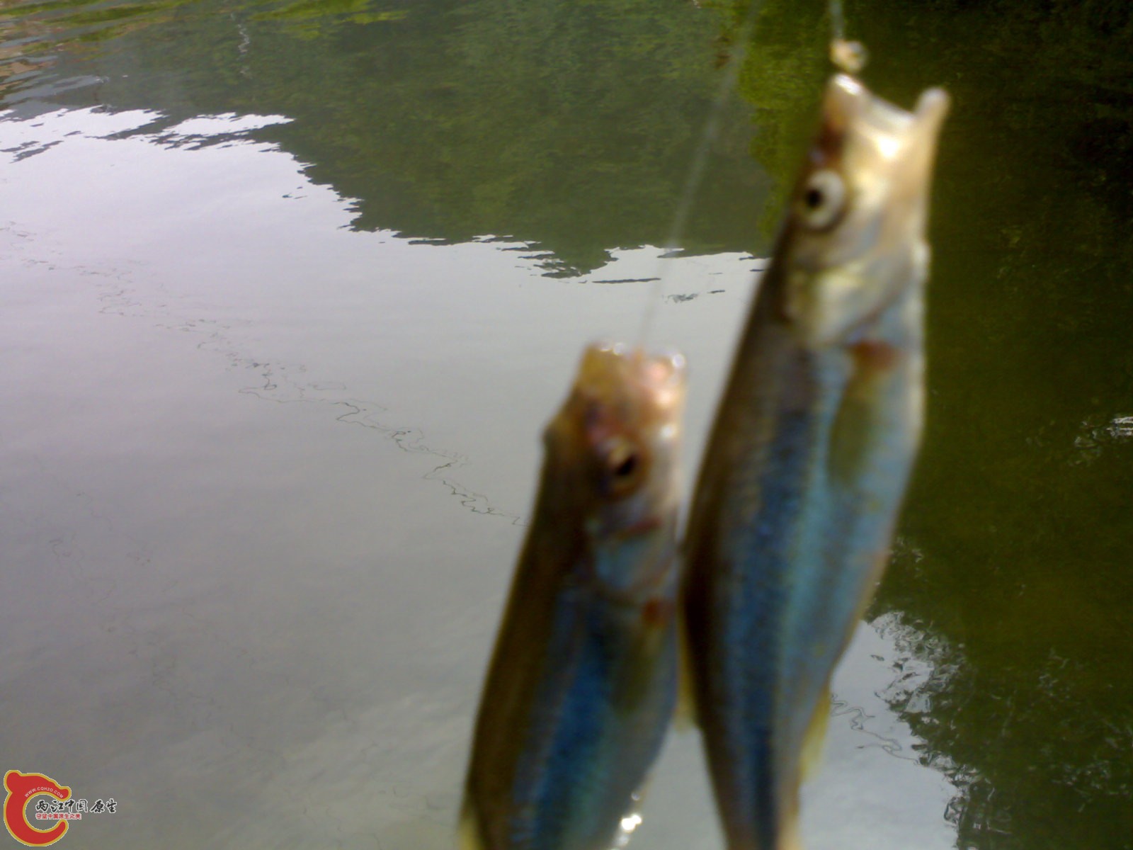 20090523070.jpg