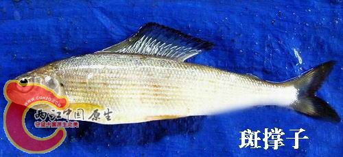 斑撑子（茴鱼）.jpg