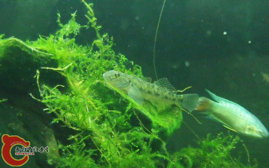 上下鳍是红晕状，游动时好看